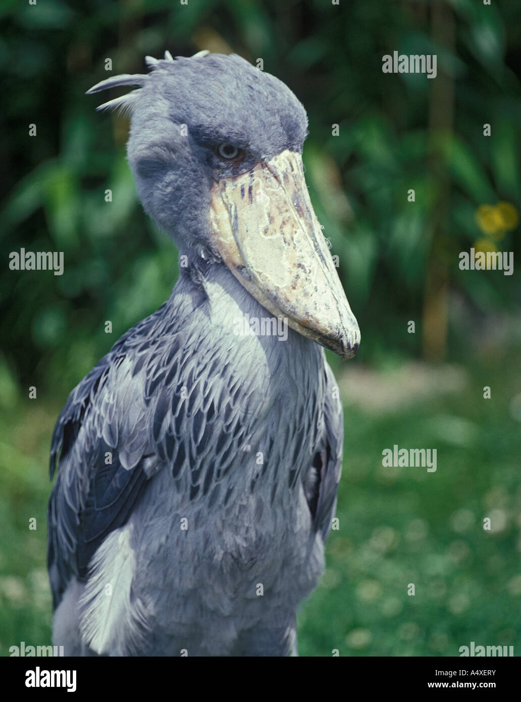 Shoebill or whale-headed stork ( Balaniceps rex ), in arabic Abu Markub ...