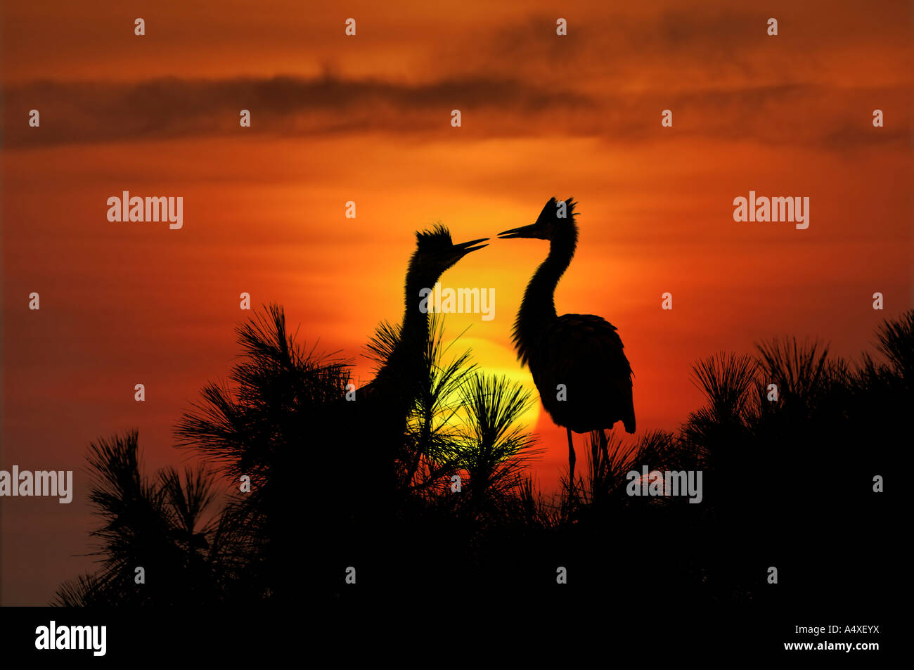 Grey Herons in front of a setting sun, Ardea Cinerea Stock Photo