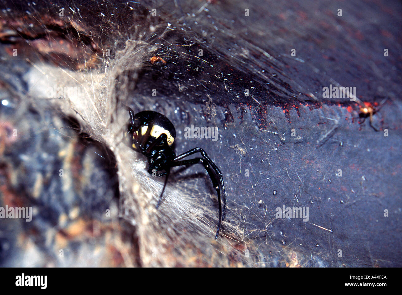 African Hermit Spider (Nephilingis cruentata) in its web in Congo Stock