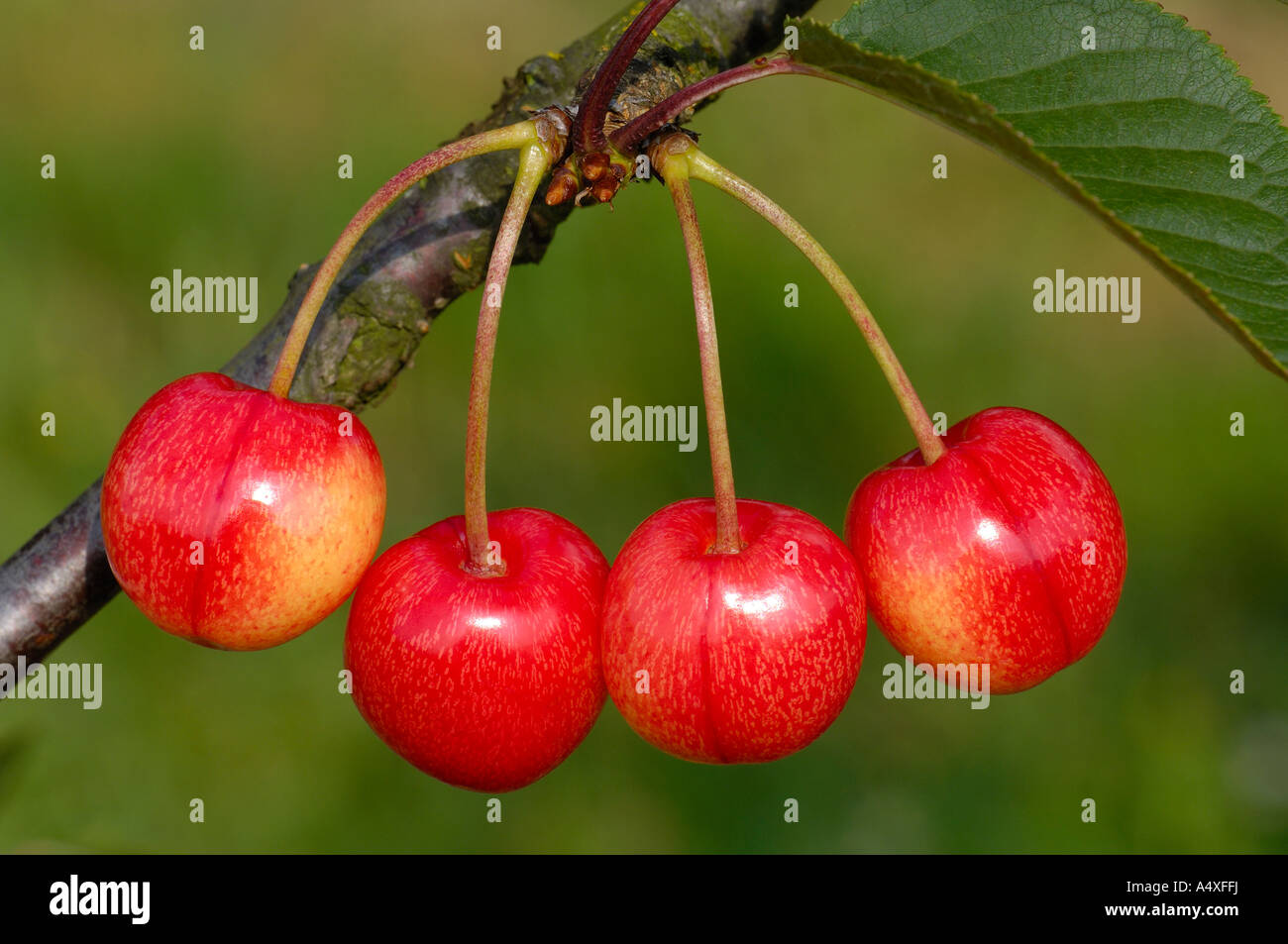 Sweet cherry, Büttners Rote Knorpelkirsche Stock Photo