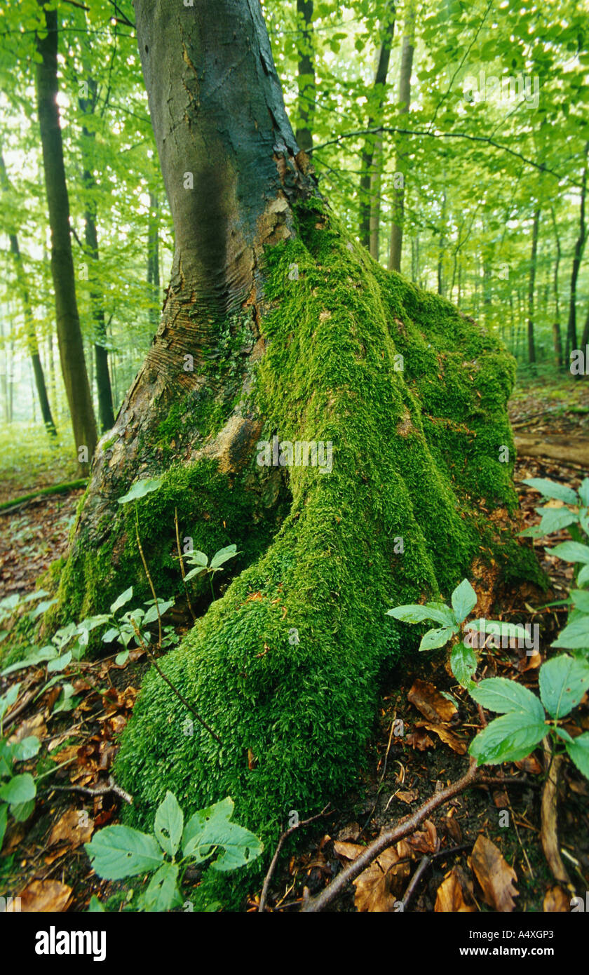 root with moss, Germany Stock Photo Alamy