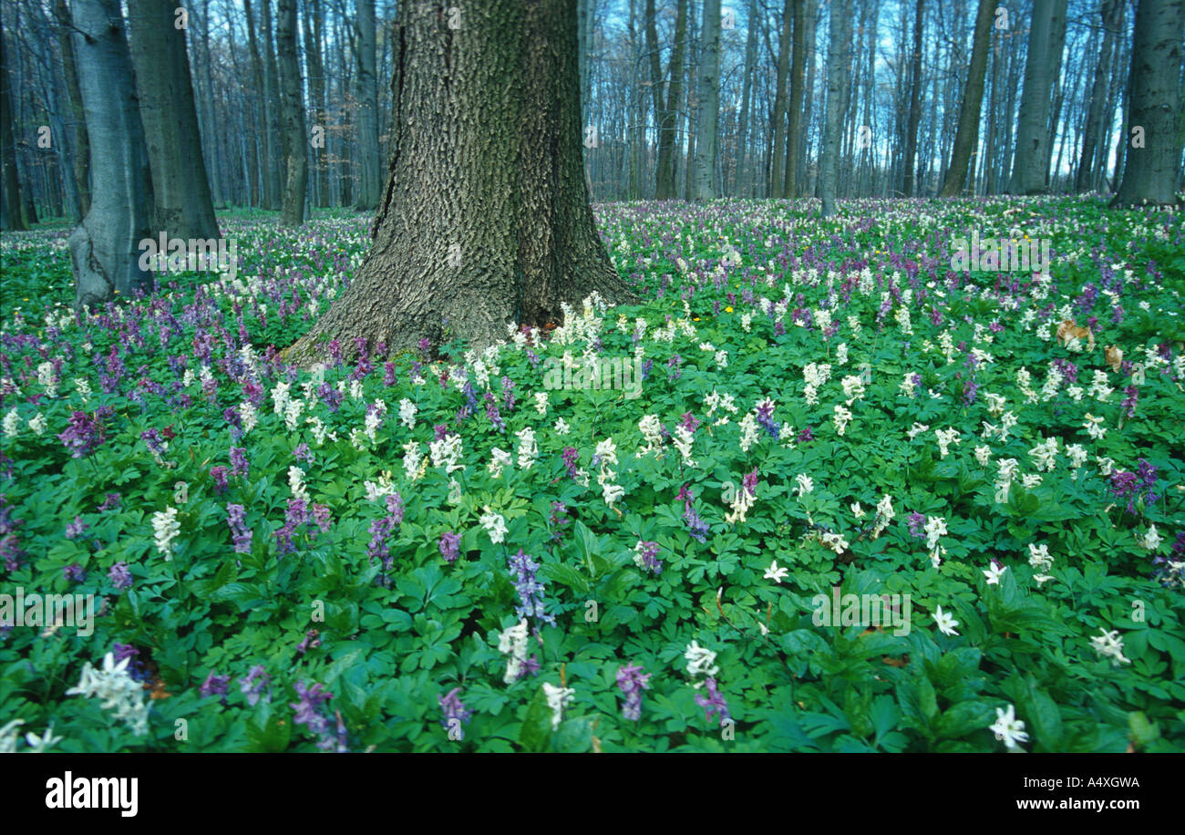bulbous corydalis, fumewort (Corydalis cava), covering forest ground, Germany, Thueringen, NP Hainich Stock Photo