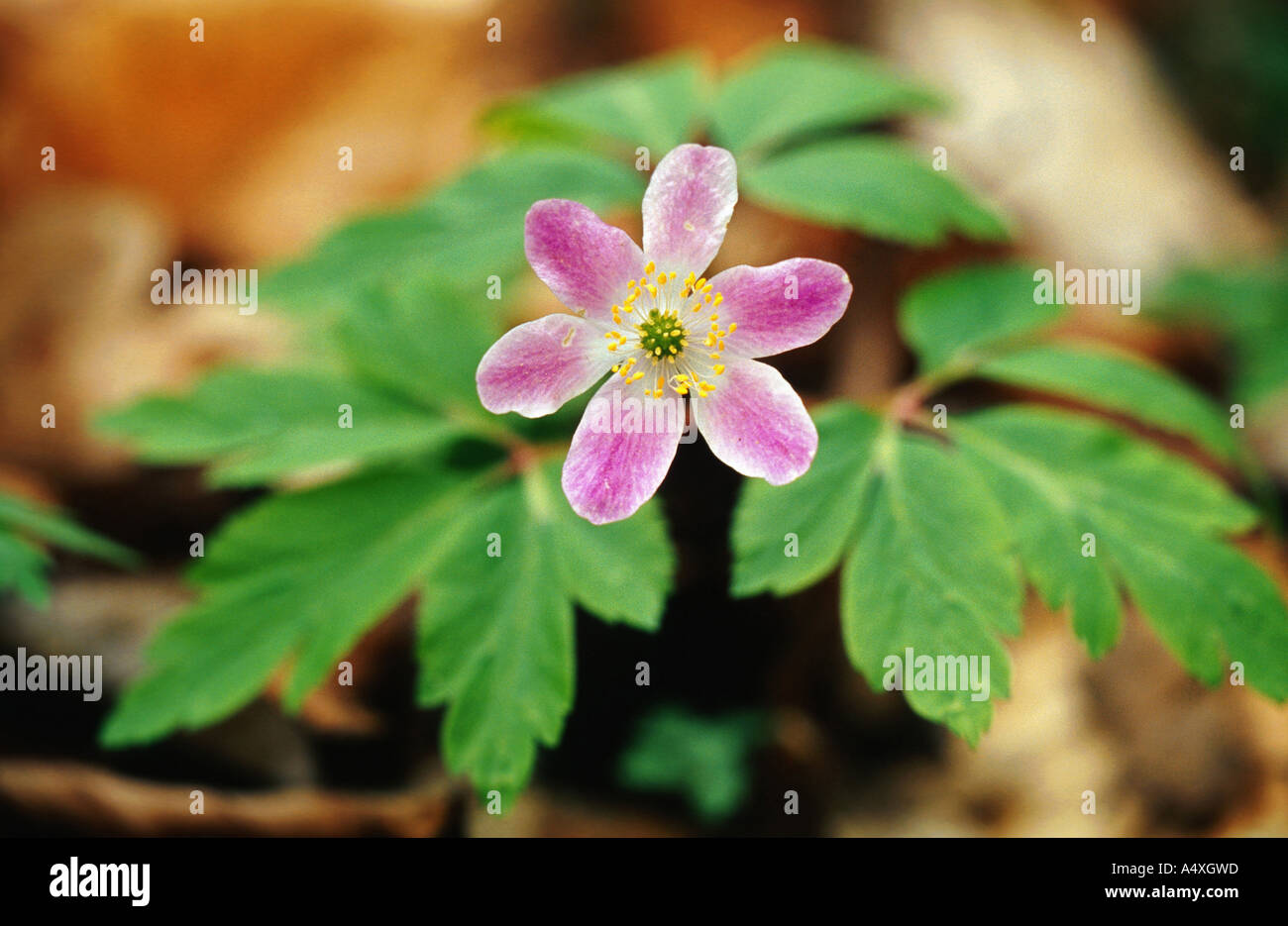 wood anemone (Anemone nemorosa), blooming, lilac blossom, Germany, Thueringen, NP Hainich Stock Photo