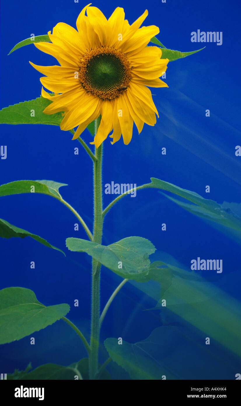 common sunflower (Helianthus annuus), single blooming plant in front of blue background Stock Photo