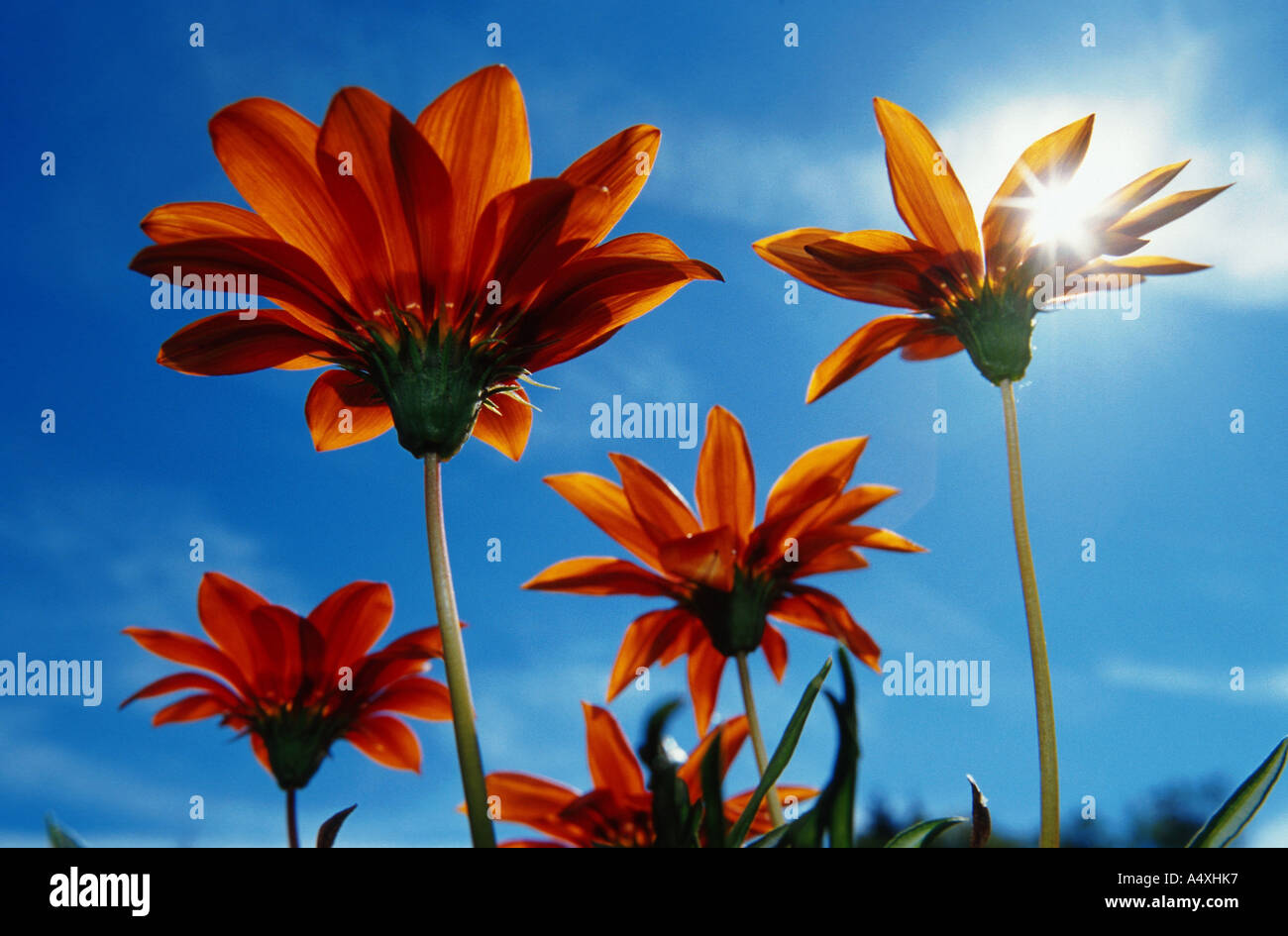 orange coloured flowers in worms-eye view Stock Photo