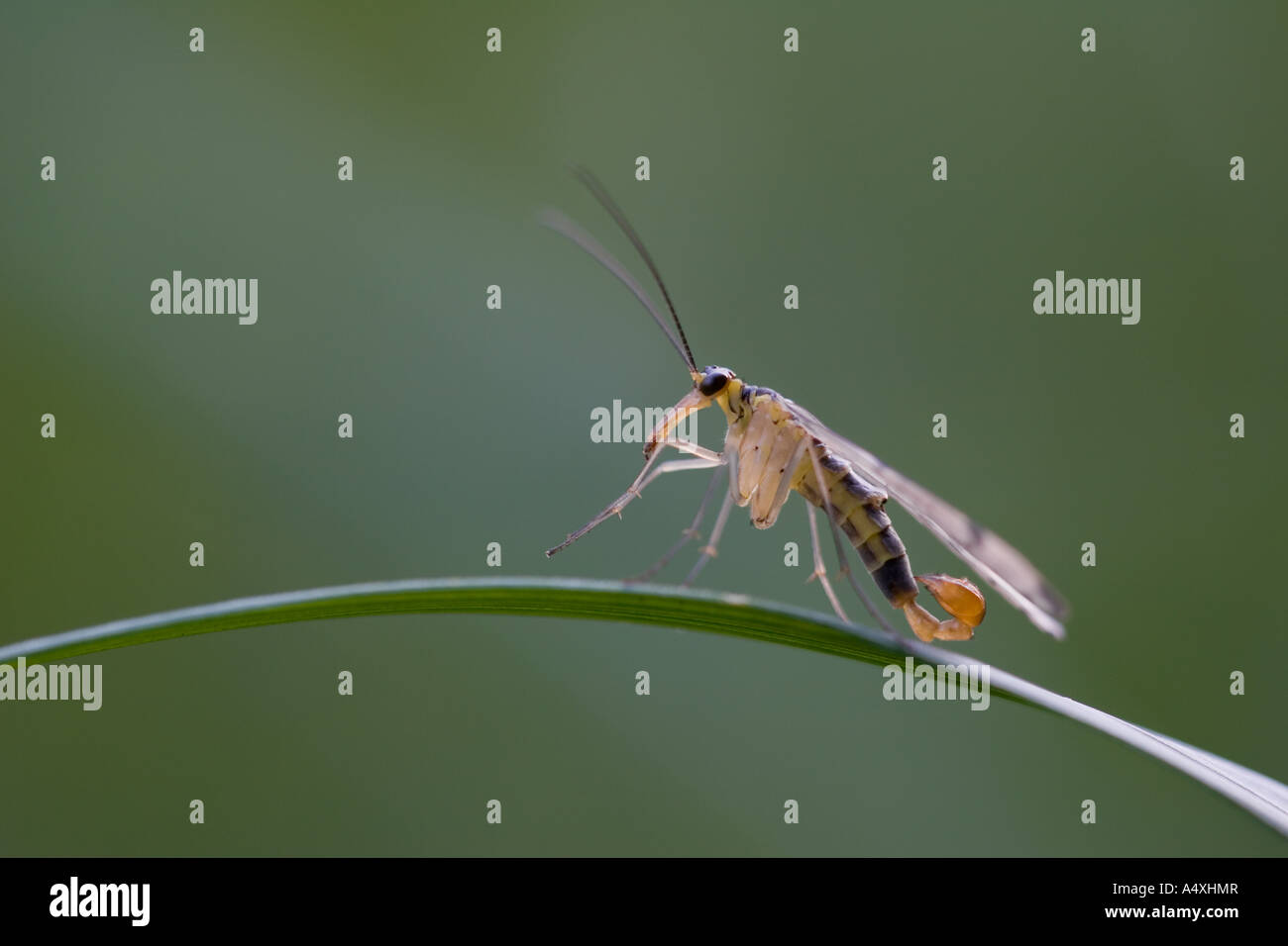 Common scorpion fly (Panorpa communis) male Stock Photo