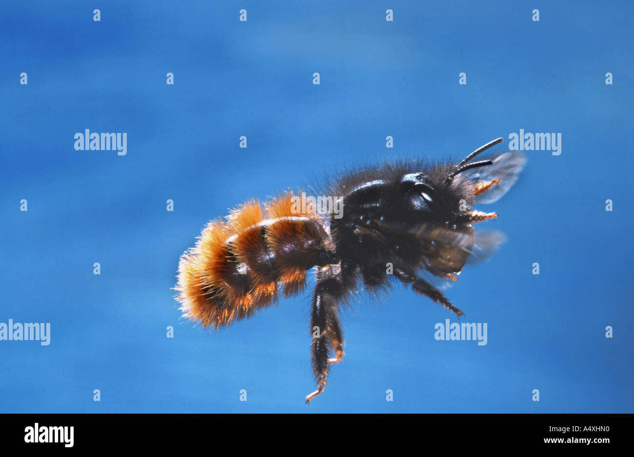 Mortar bee hires stock photography and images Alamy