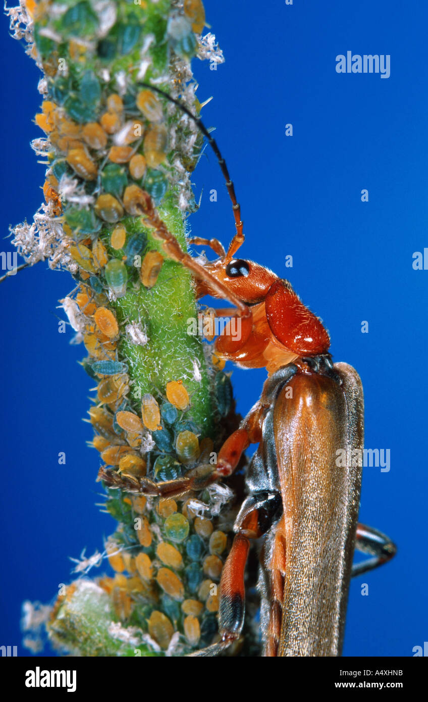 common red soldier beetle bloodsucker beetle hogweed bonking beetle