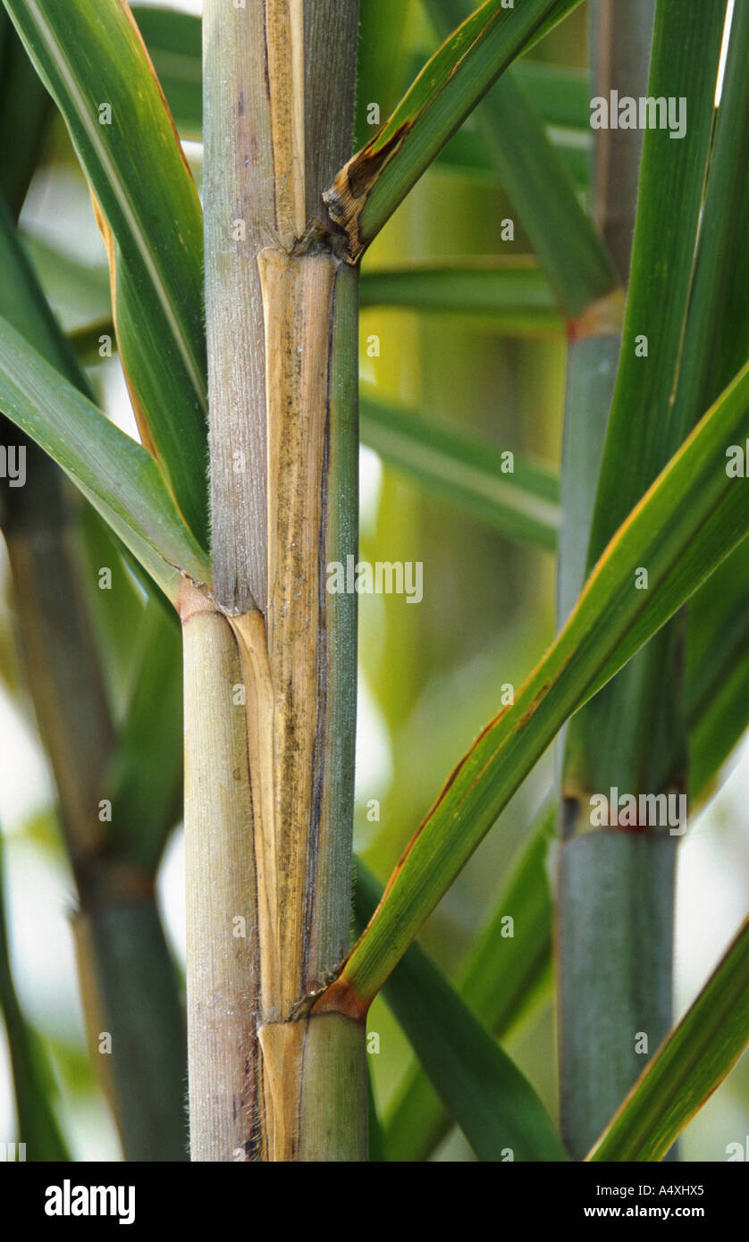 Sugarcane Stem