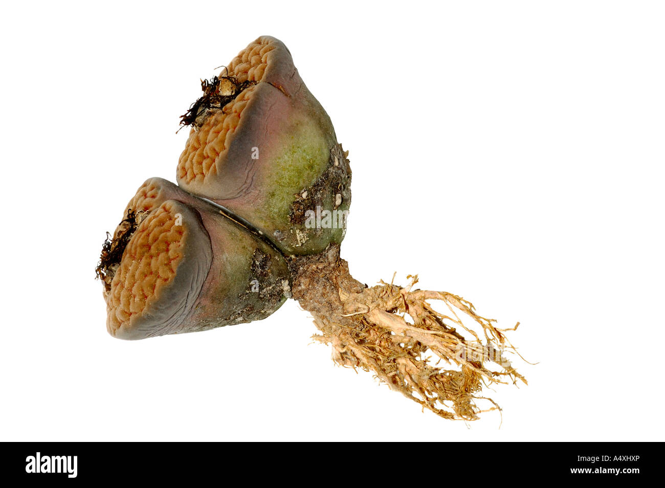 Lithops hookeri v. hookeri, plant body with roots Stock Photo