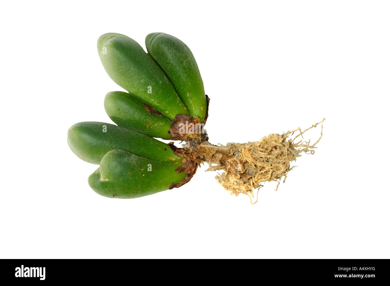 Conophytum meyeri, pant body with roots Stock Photo