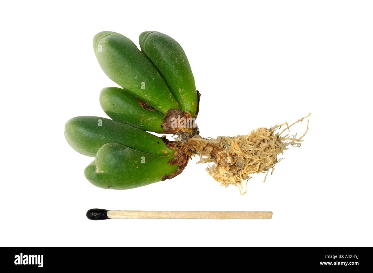 Conophytum meyeri, pant body with roots in comparison to a match Stock Photo