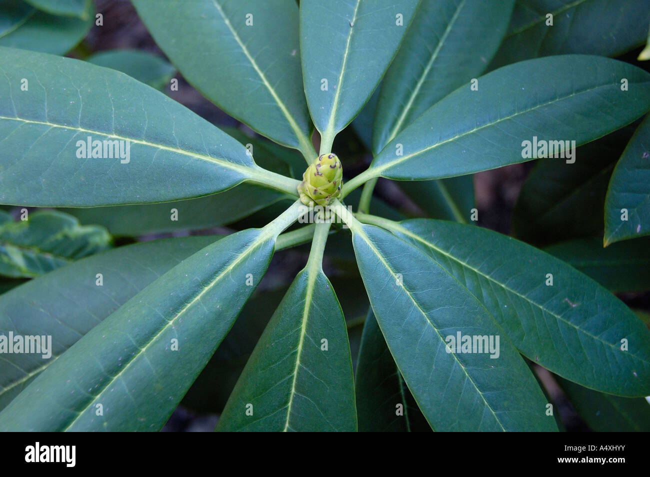 Rhododendron adenophorum Stock Photo
