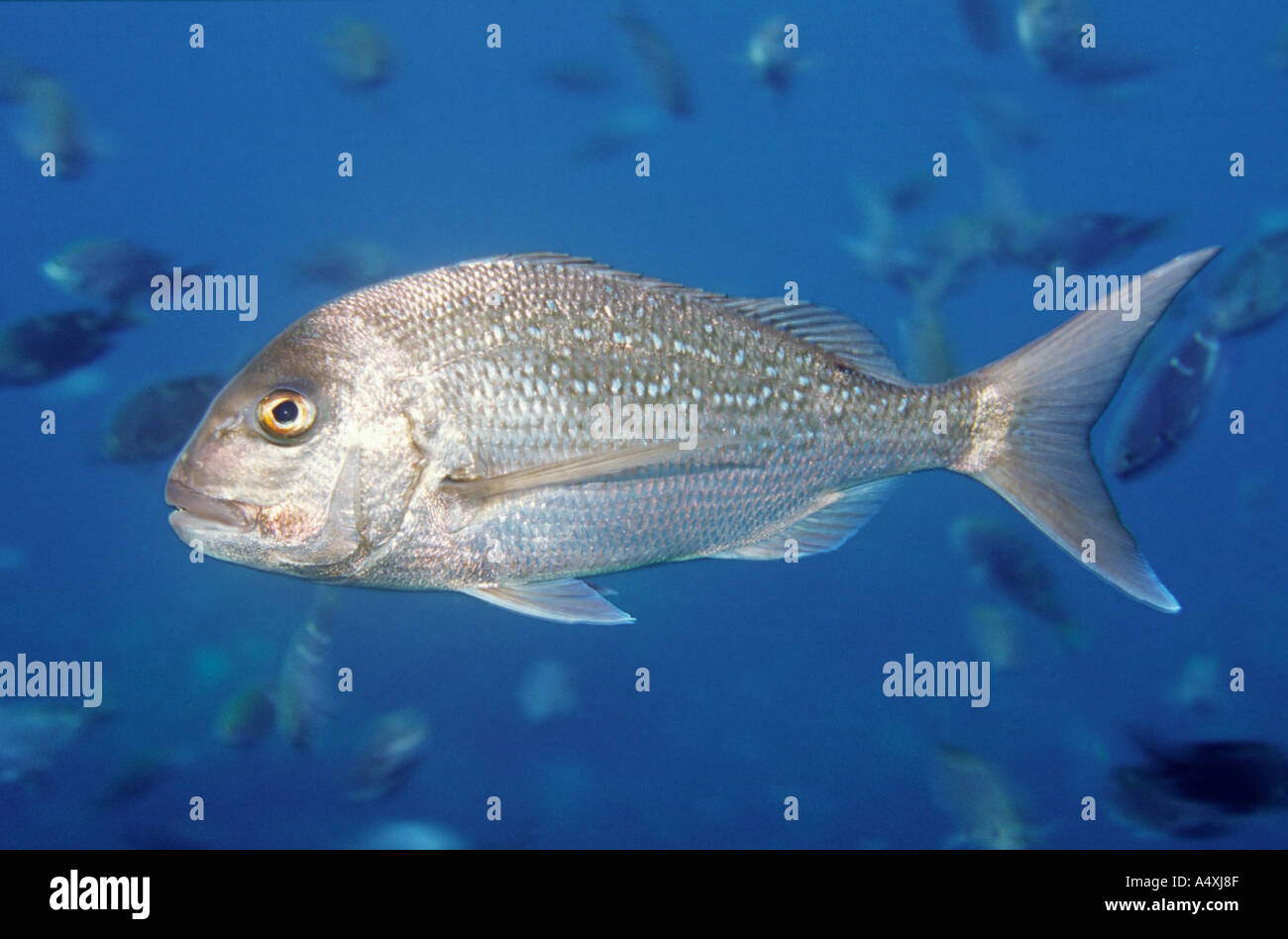 Underwater view of large snapper in clear blue water Chrysophrys auratus Stock Photo