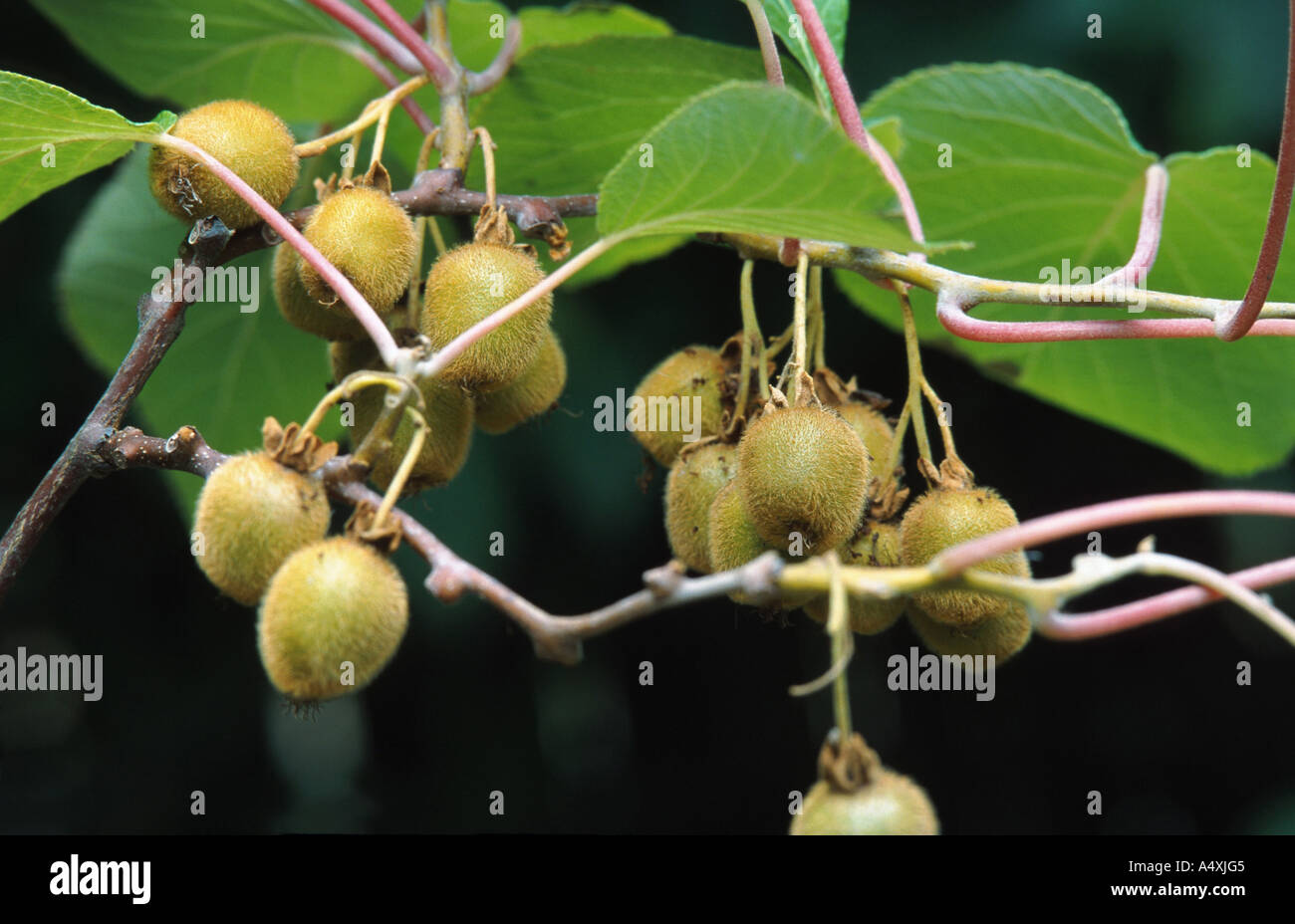 kiwi fruit, Chinese gooseberry (Actinidia chinensis), fruits Stock