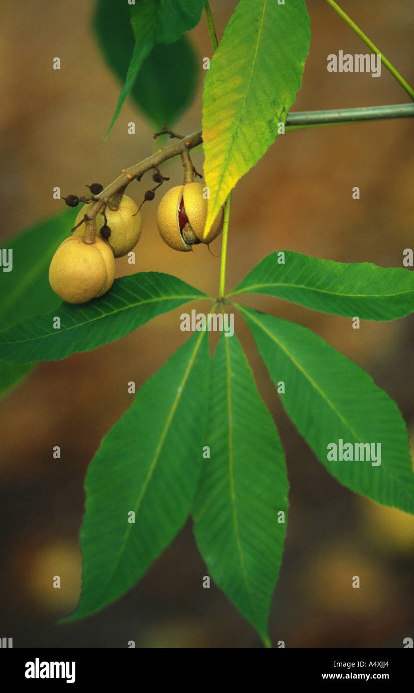 yellow buckeye (Aesculus flava, Aesculus octandra), fruits and leaves at a tree Stock Photo