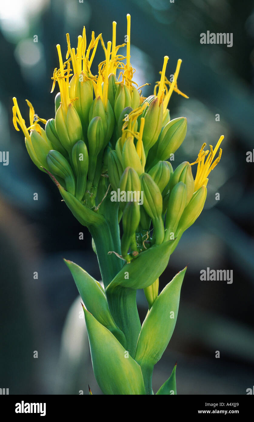 bogenhanf herkunft Sansevieria trifasciata main image 1