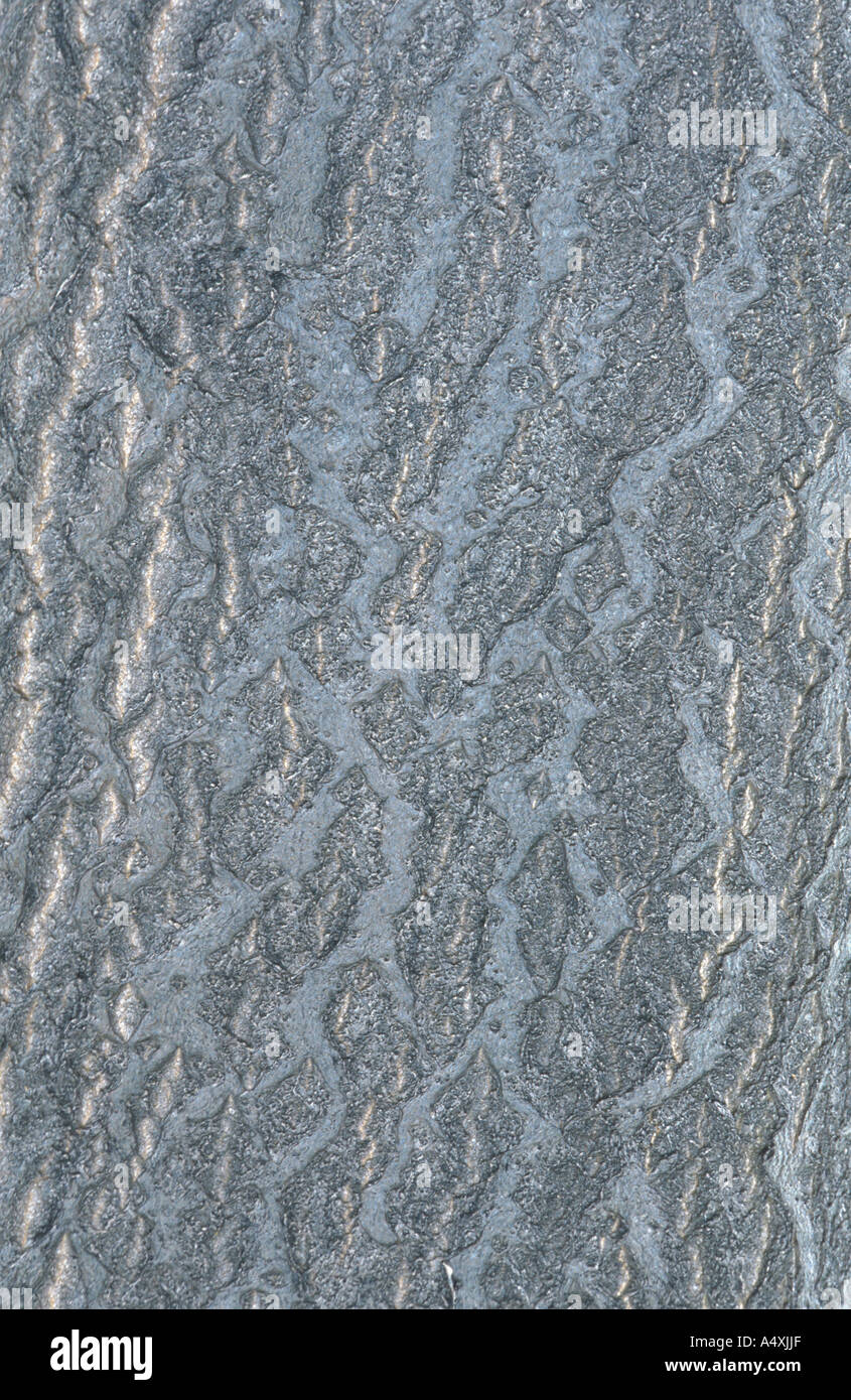 tree of heaven, treeofheaven (Ailanthus altissima), bark Stock Photo