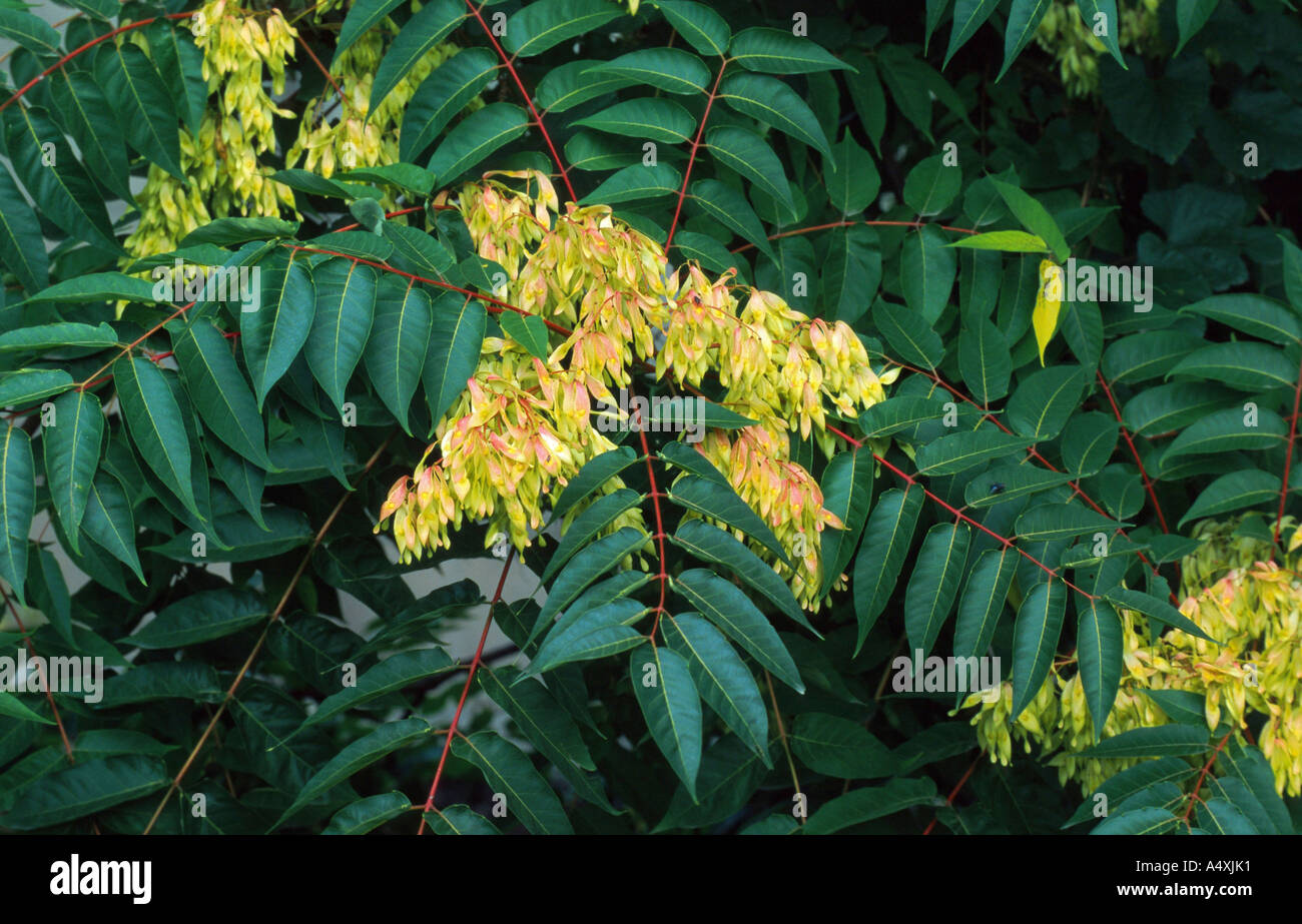 tree of heaven, treeofheaven (Ailanthus altissima), view into foliage