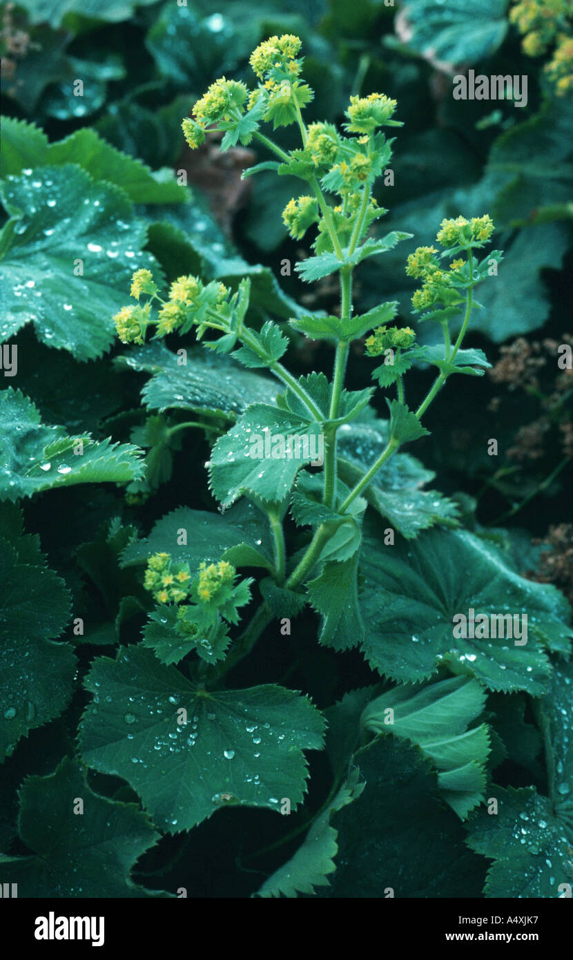 common lady's-mantle (Alchemilla vulgaris), blooming, used as gargle and in case of bowel's catarrh Stock Photo