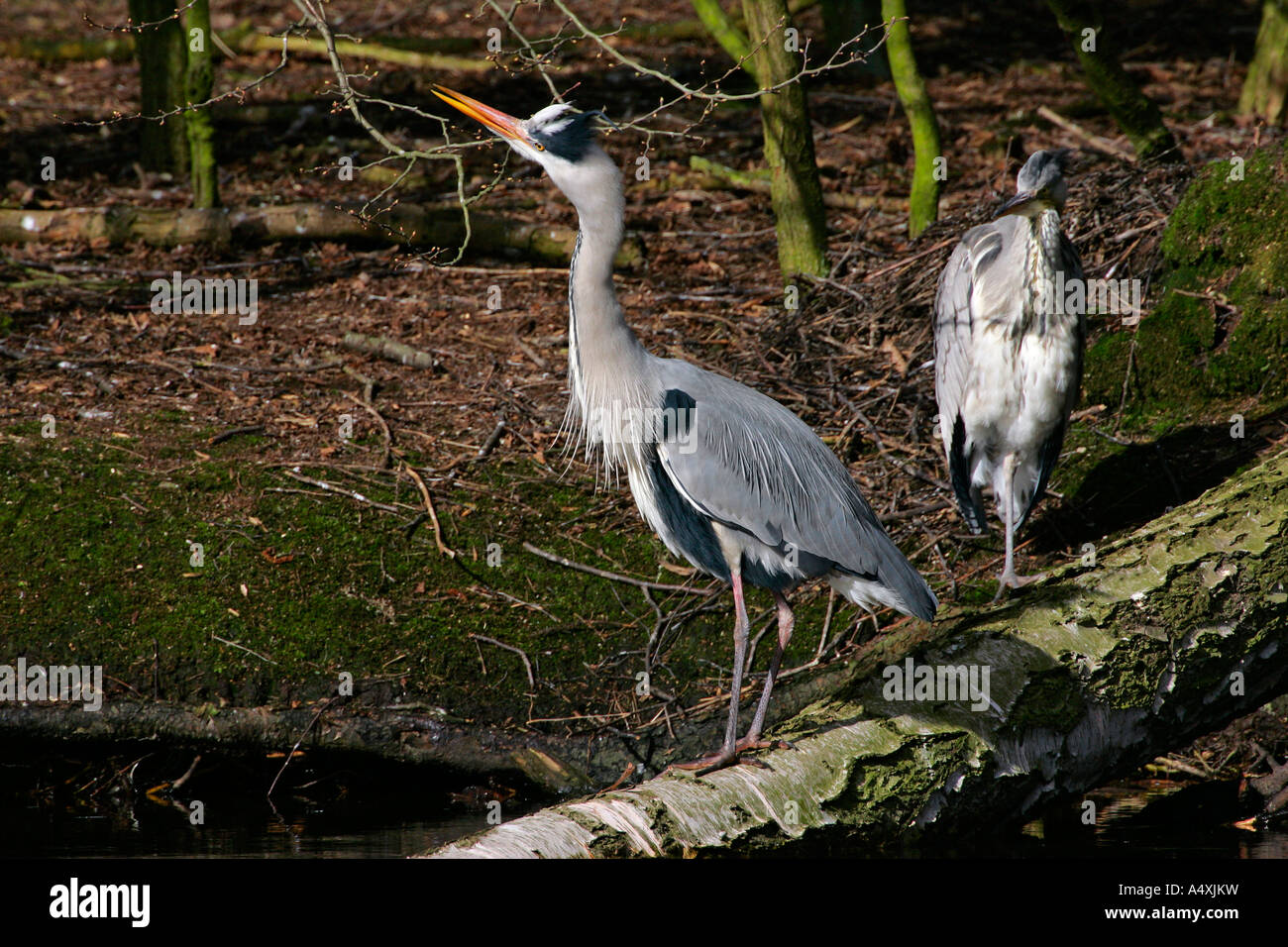 Old and young grey herons standing on an tree - gray herons - european common herons (Ardea cinerea) Stock Photo