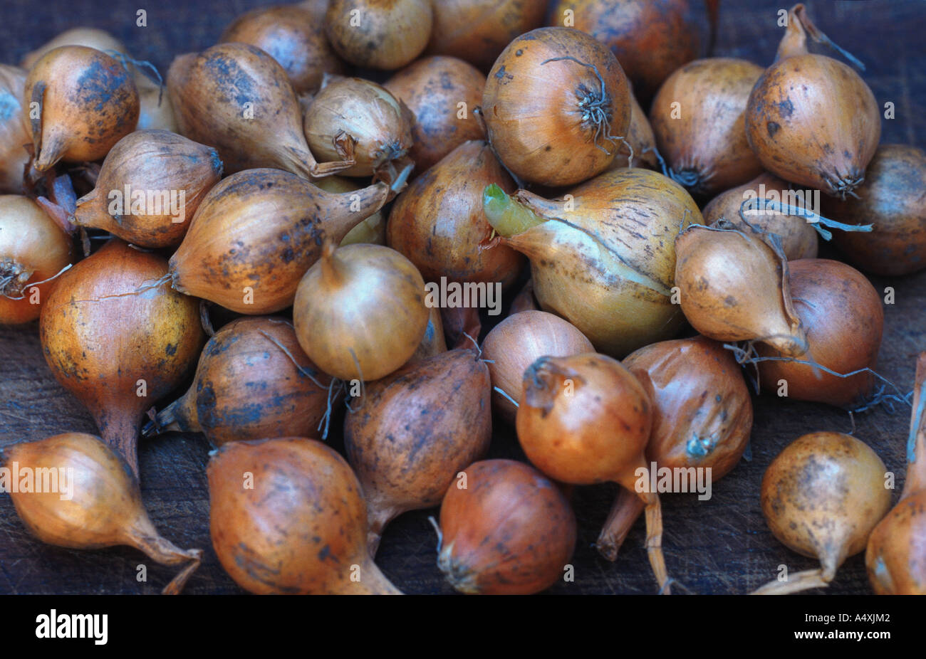 garden onion (alium cepa), some germinating Stock Photo