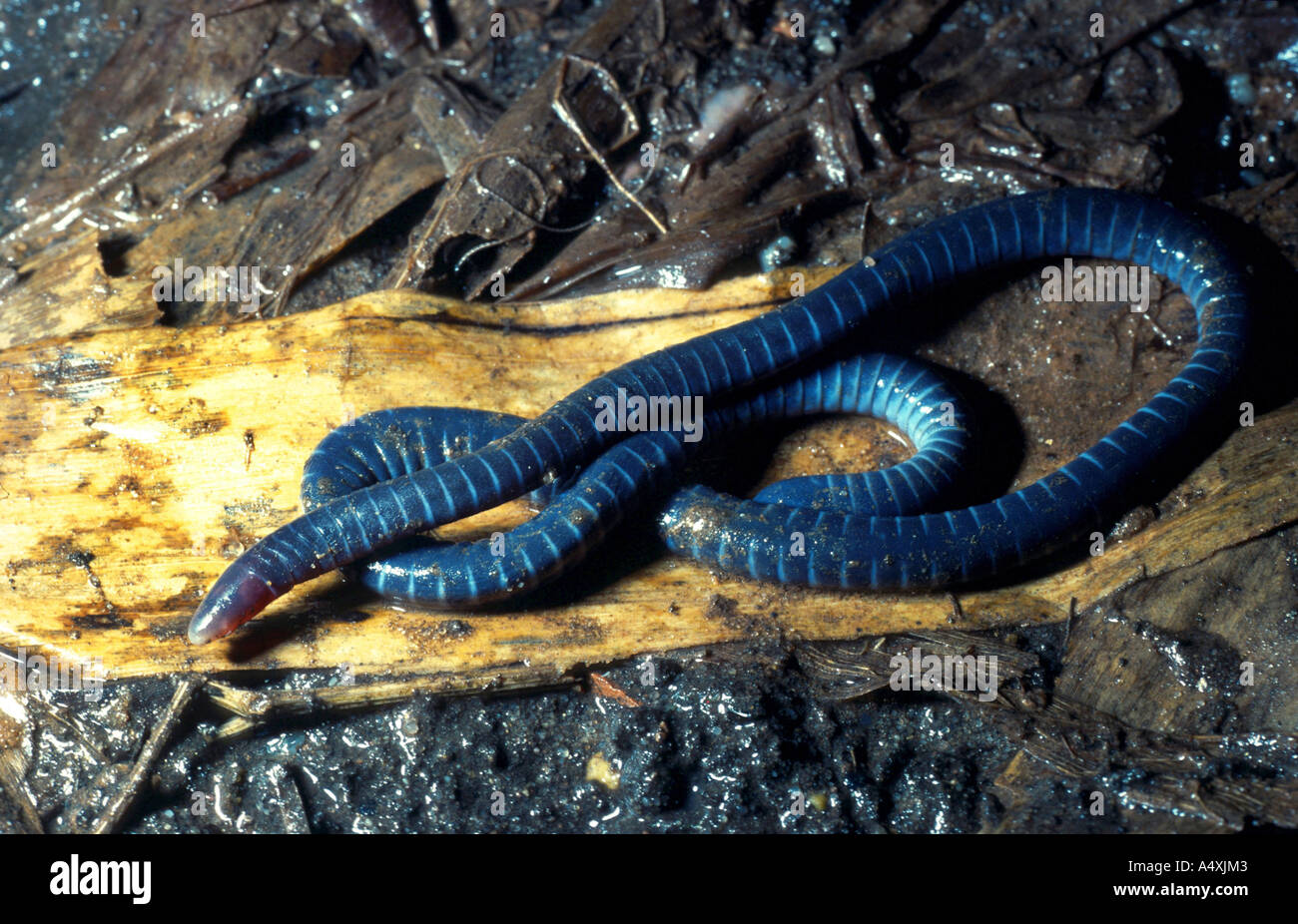 Caecilian Boulengeroula Taitana Stock Photo Alamy