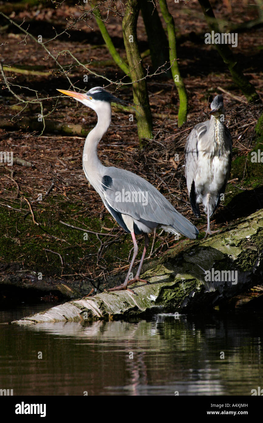 Old and young grey herons standing on an tree - gray herons - european common herons (Ardea cinerea) Stock Photo