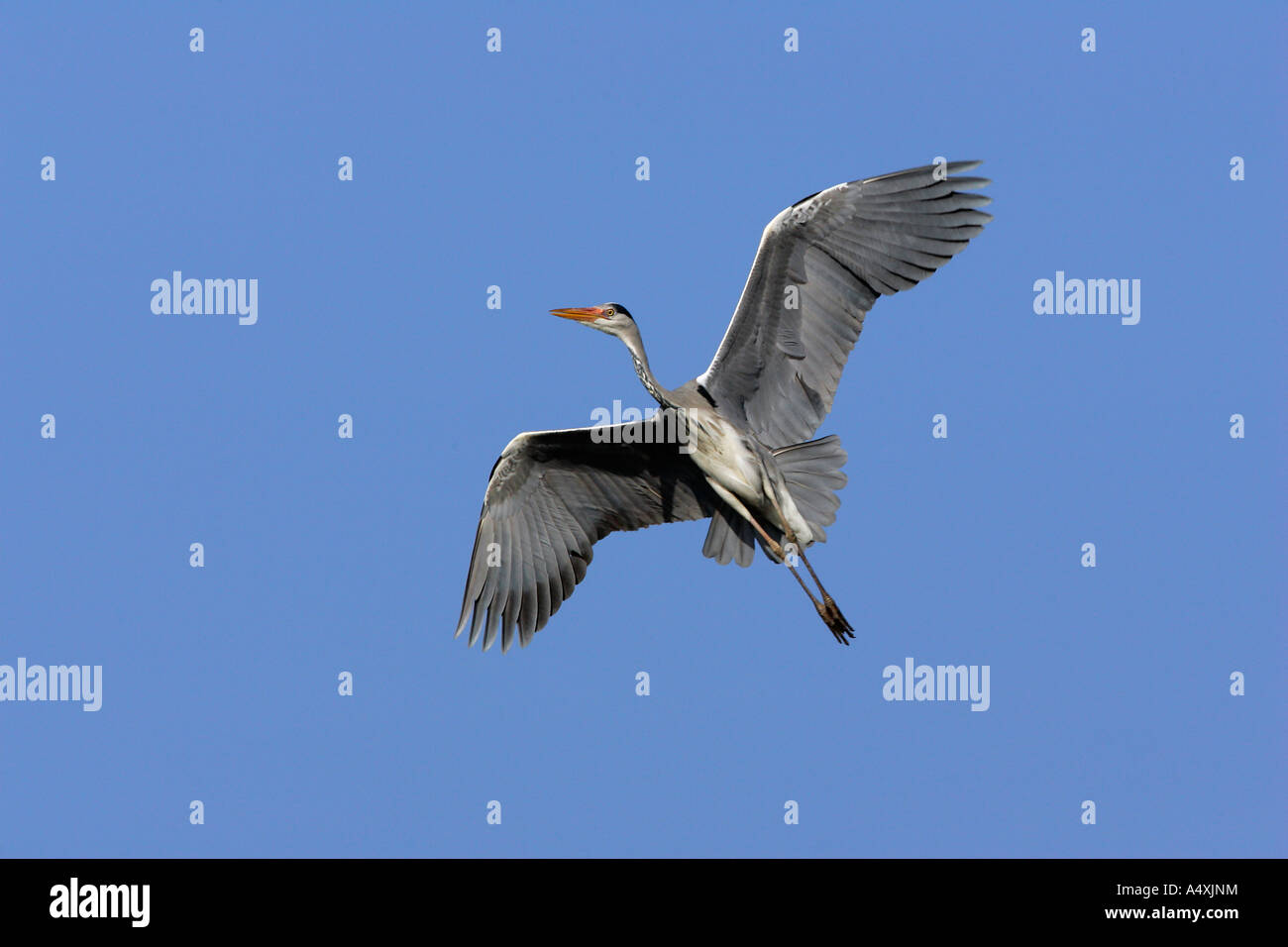 Flying grey heron - gray heron - european common heron (Ardea cinerea) Stock Photo