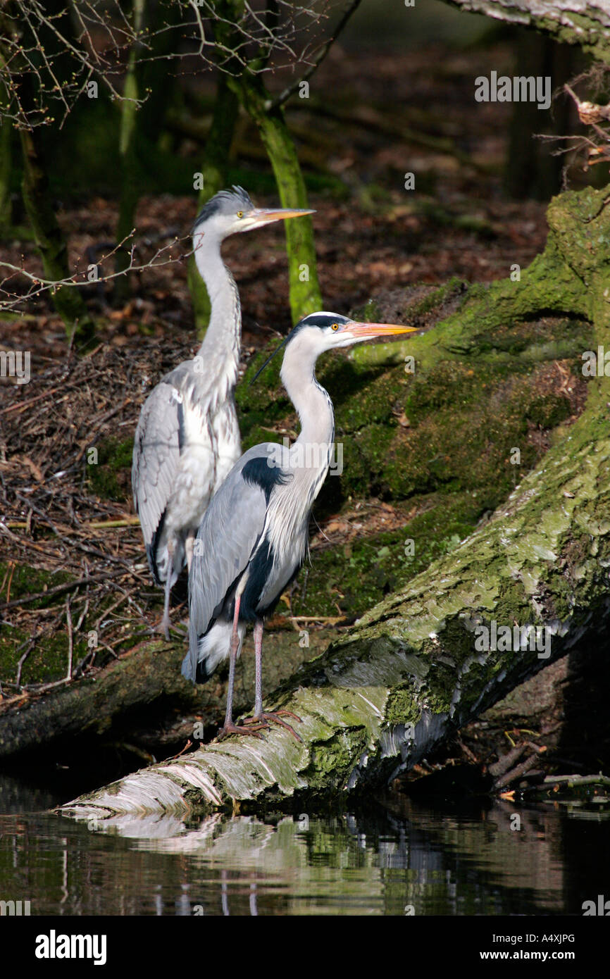 Old and young grey heron standing on an tree - gray herons - european common herons (Ardea cinerea) Stock Photo