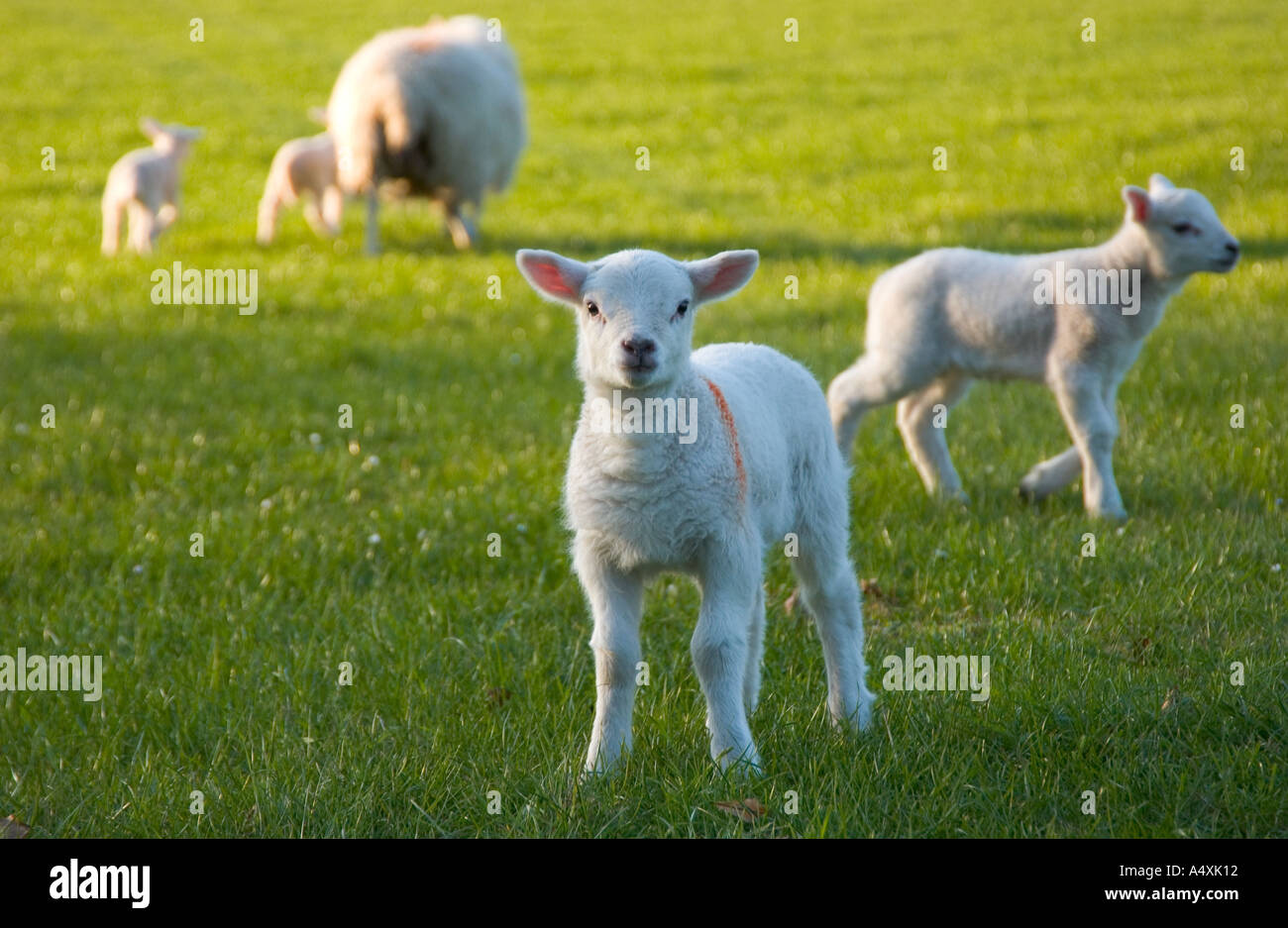 Baby lambs in a green field Stock Photo - Alamy