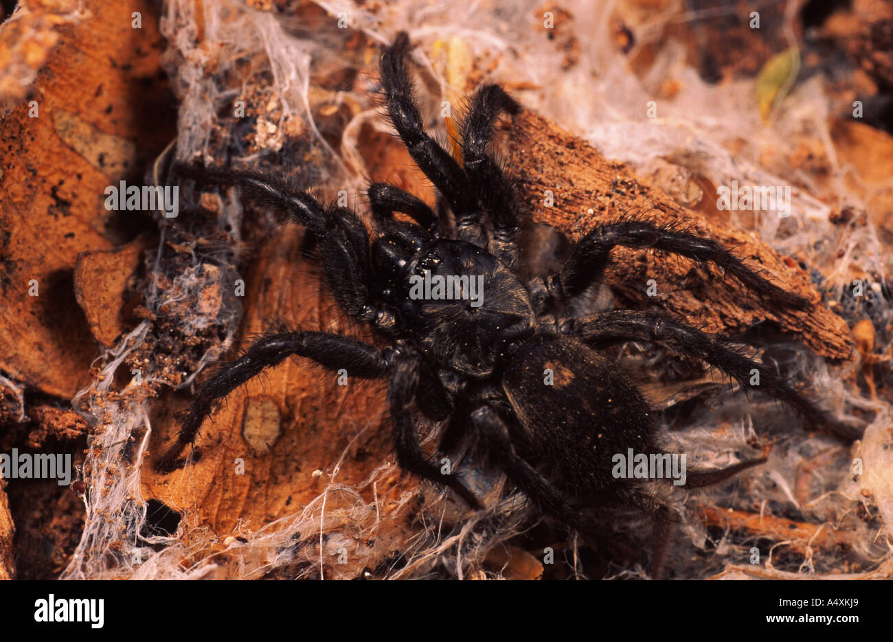 funnel-web spiders, Funnel-web tarantulas, sheetweb building tarantulas ...