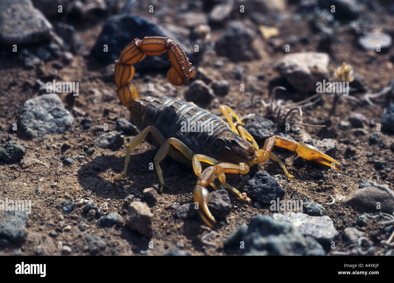 fattailed scorpion, fat-tailed scorpion, African fat-tailed scorpion (Androctonus australis), individual, lateral Stock Photo