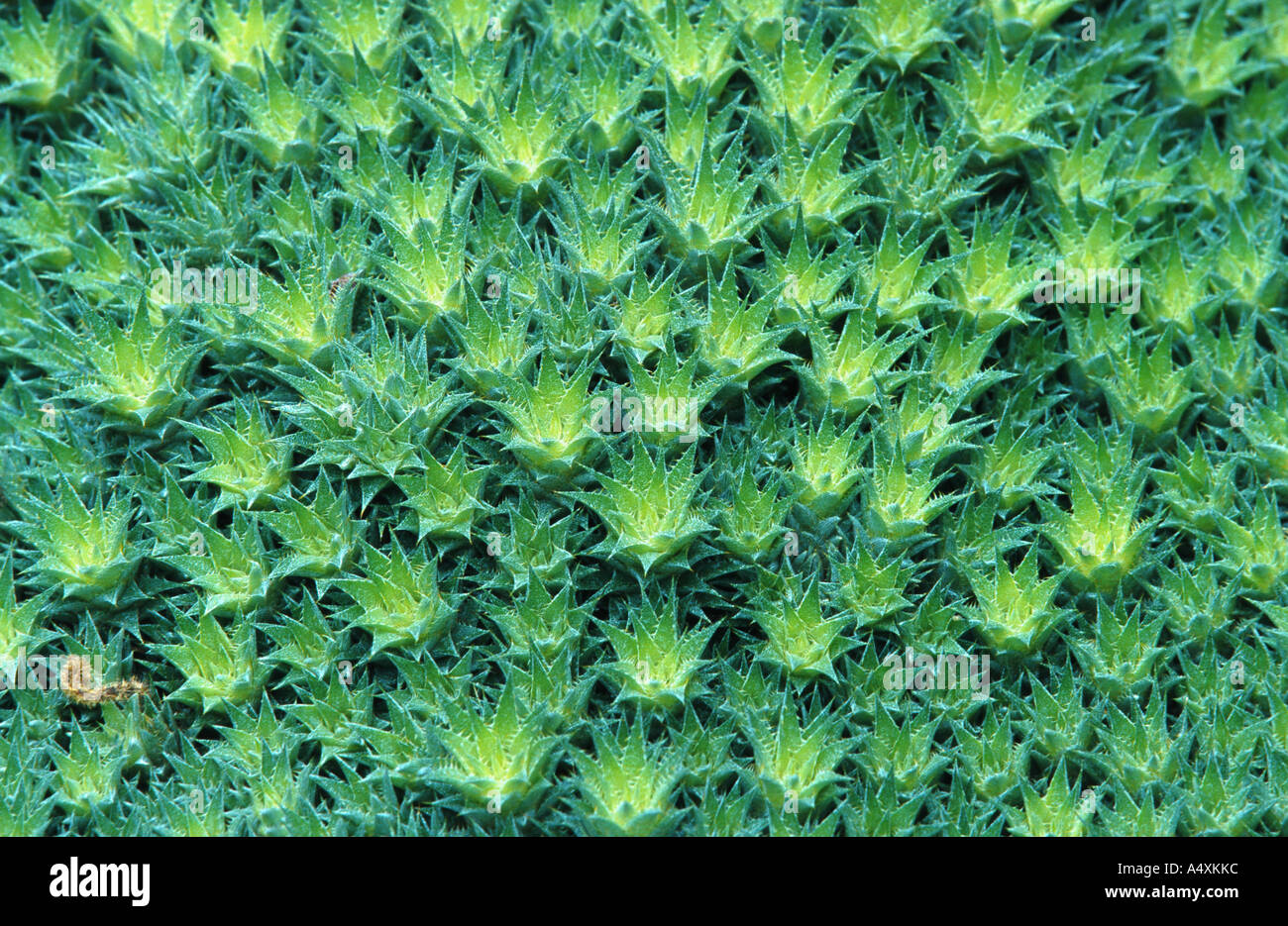 bromelia (Vriesea ensiformis) Stock Photo