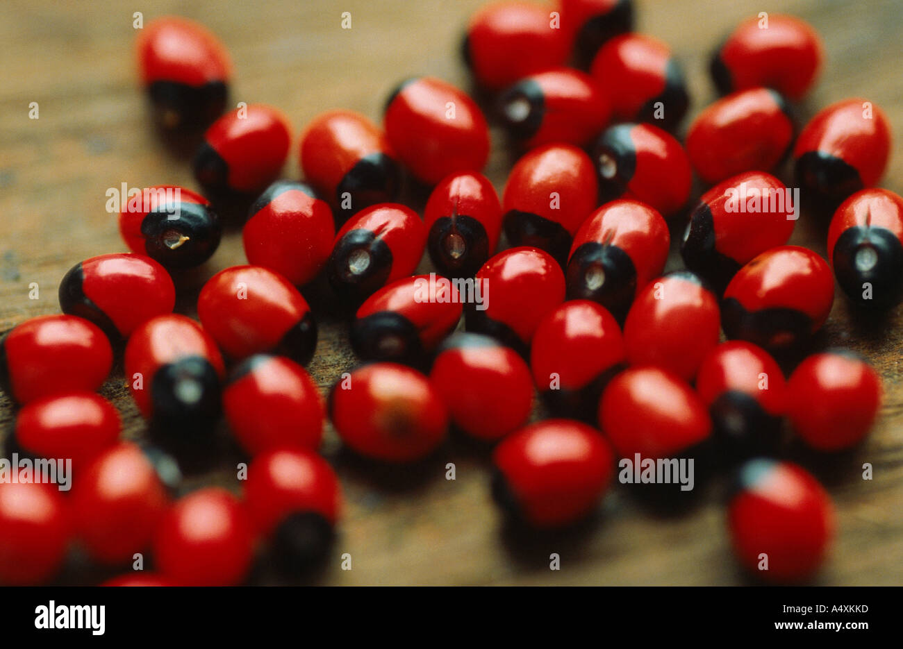 rosary pea, crabs eyes, coral bead vine (Abrus precatorius), seeds Stock Photo