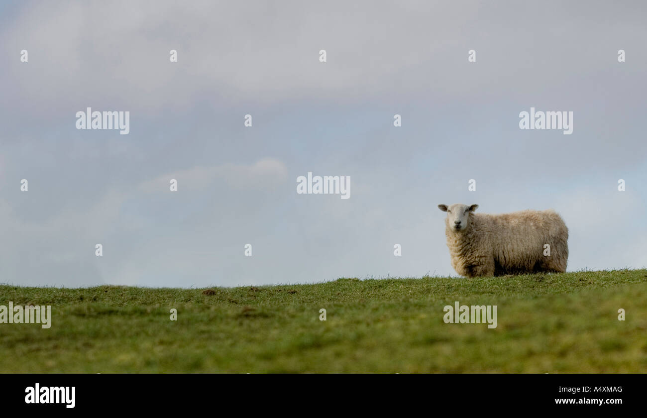 Sheep in an open field against blue sky Stock Photo