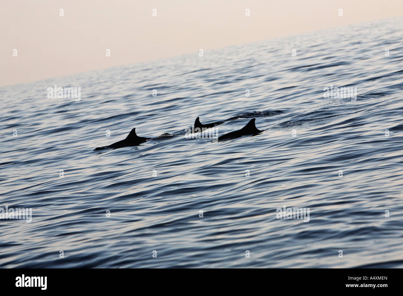 Dolphins (Delphinidae), Lovina Beach, Bali, Indonesia Stock Photo