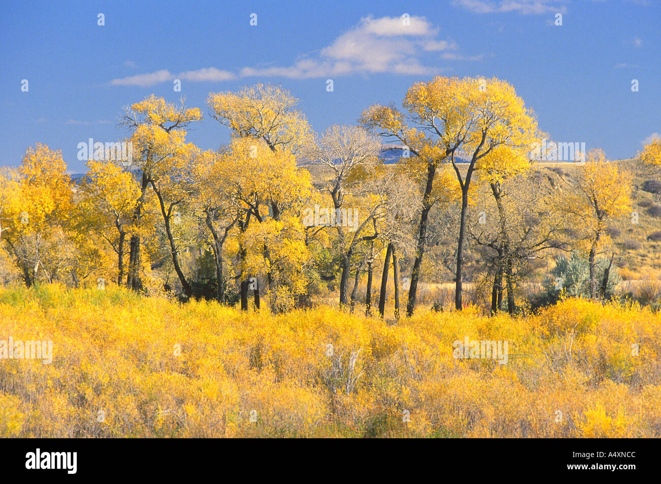 Black cottonwoods (Populus trichocarpa) and willow bushes in fall color Park County near Livingston Montana USA Stock Photo