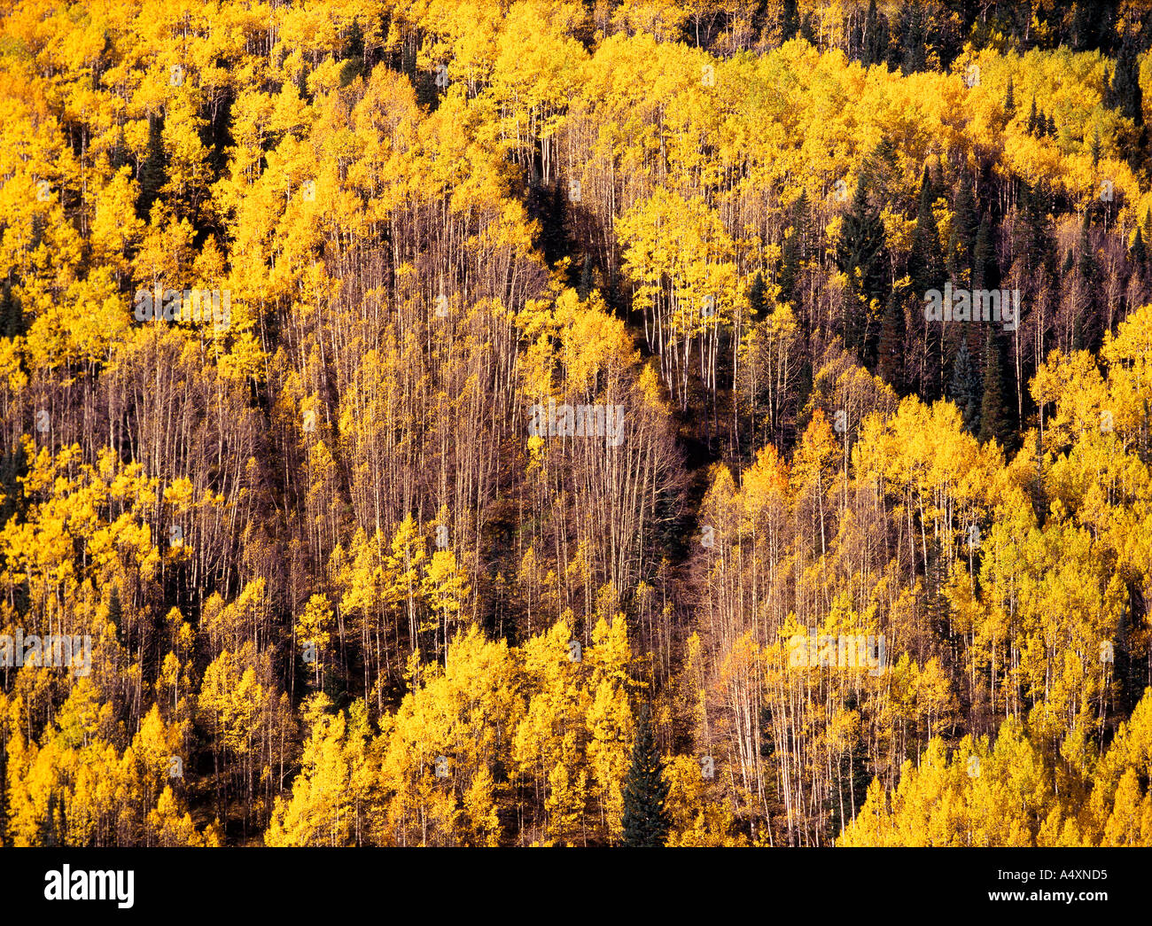 Golden aspens (Populus tremuloides) in autumn color on Grand Mesa Grand ...