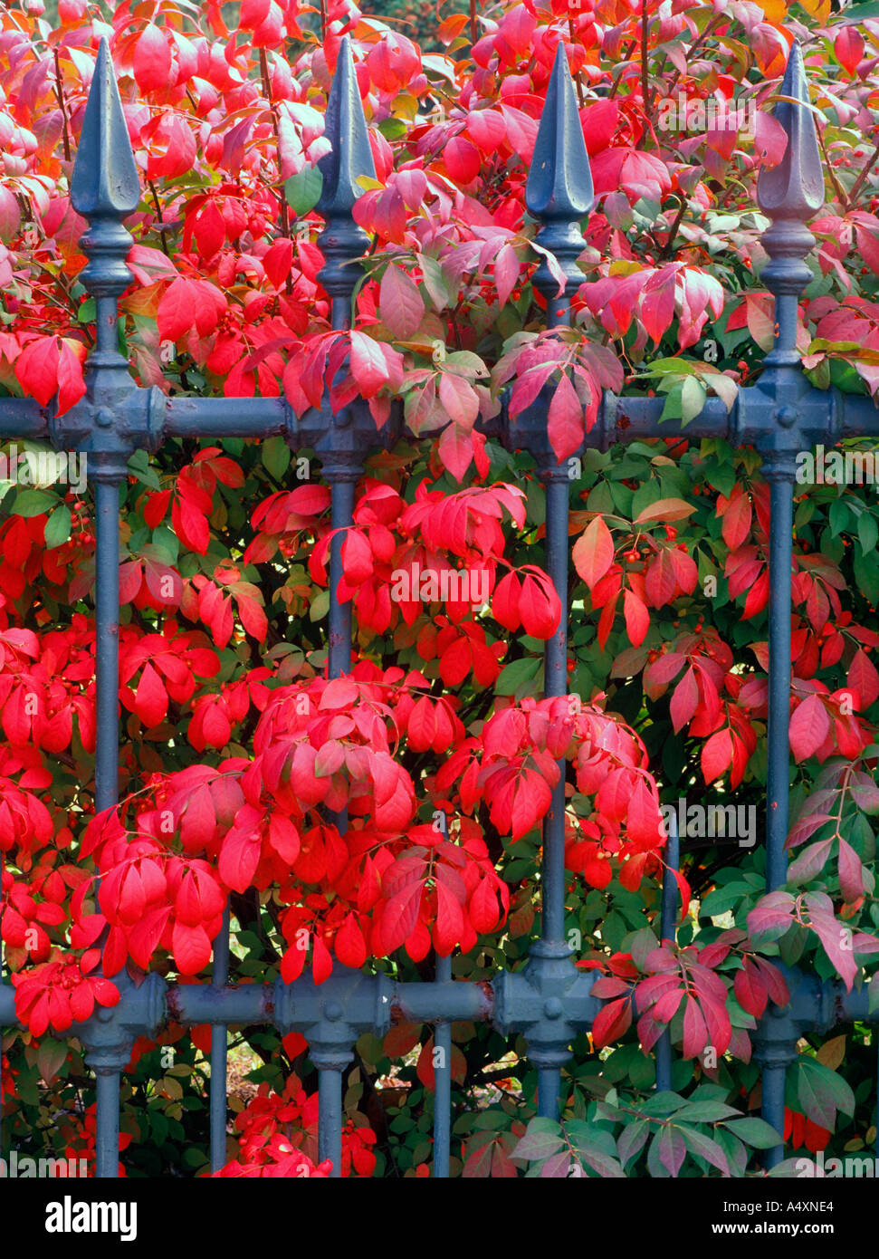 Burningbush plant (Euonymus) in autumn color growing through a wrought iron fence Easthampton Massachusetts USA Stock Photo