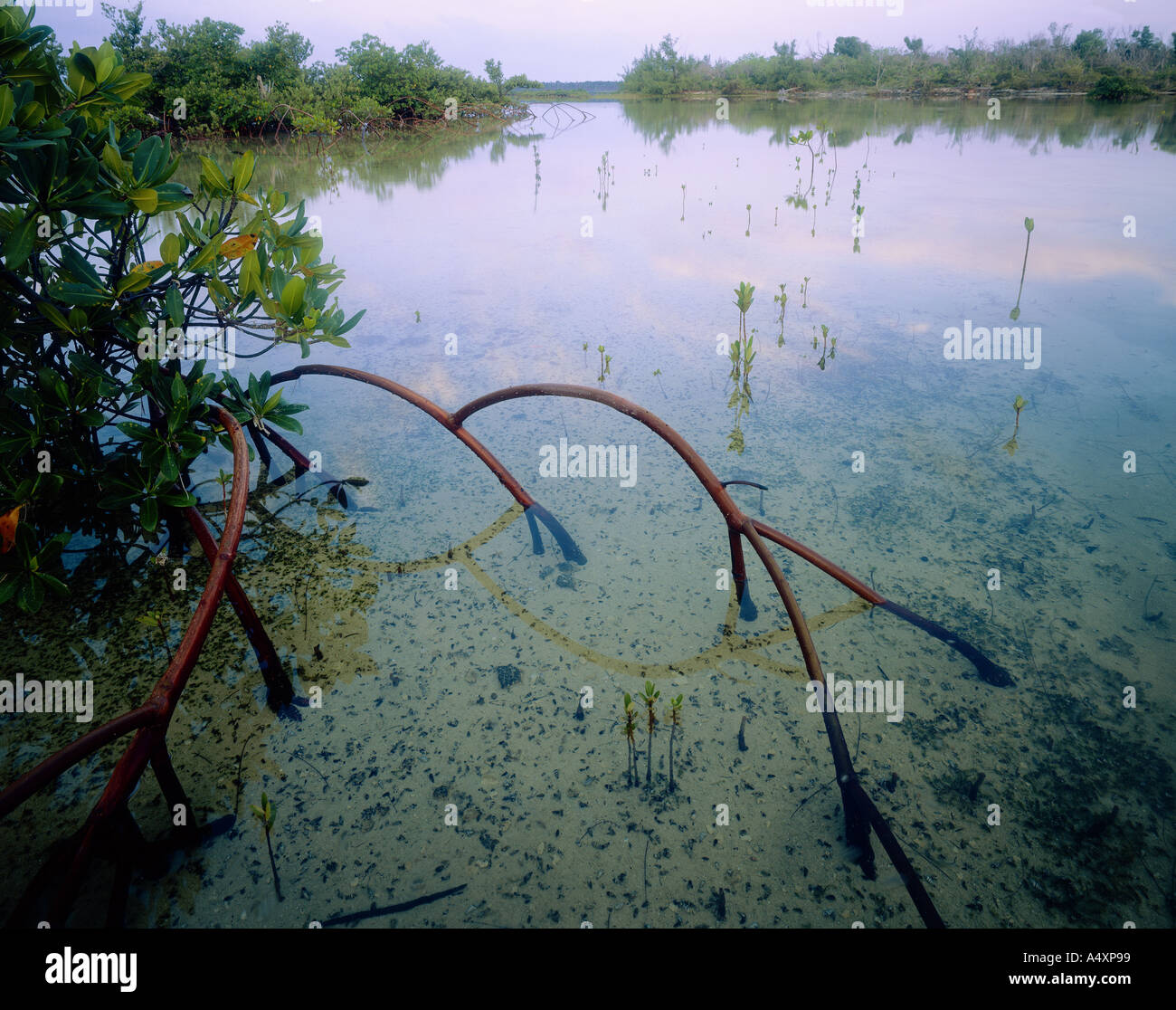 A red mangrove grabs a foothold in the mangrove marls of the Northern Bahamas Stock Photo