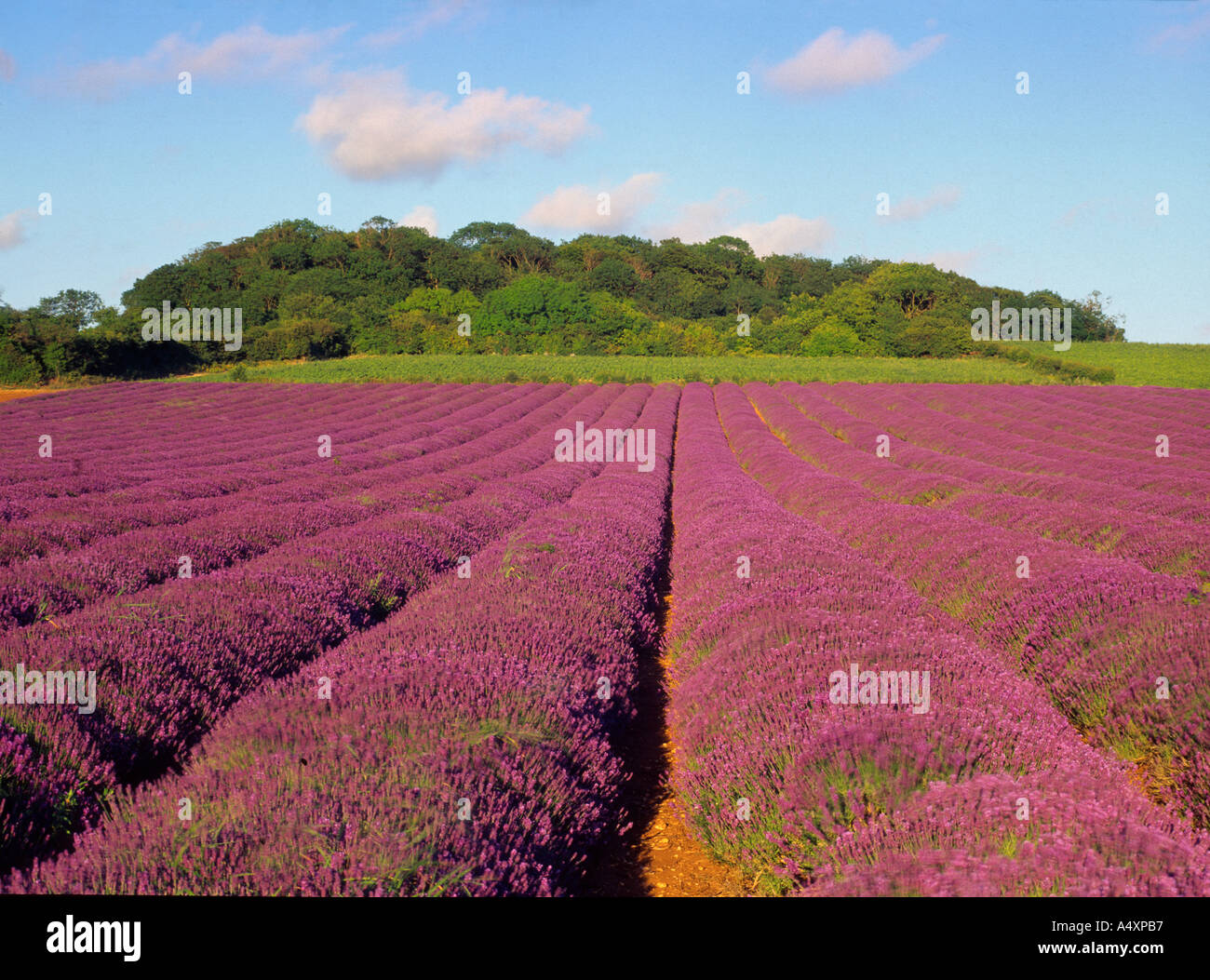Lavender field in July at Heacham in West Norfolk England UK Stock