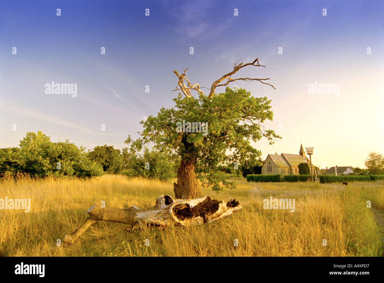 The Nature Reserve at Aspal Close near Mildenhall Suffolk England UK