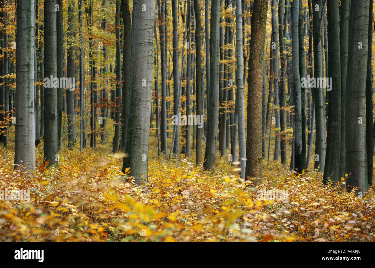 beech forest in autumn, ground area, Germany, NP Hainich Stock Photo