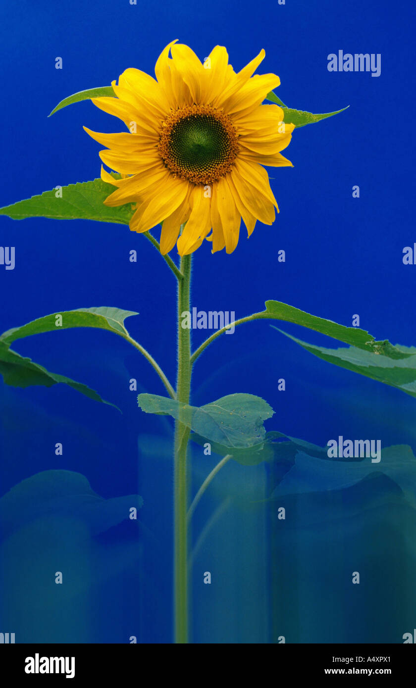 common sunflower (Helianthus annuus), single blooming plant in front of blue background Stock Photo