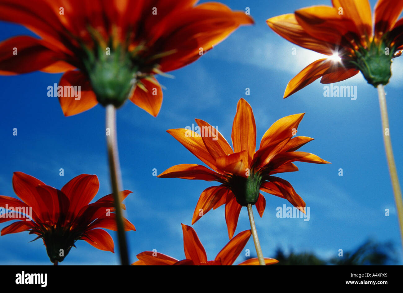 orange coloured flowers in worms-eye view Stock Photo