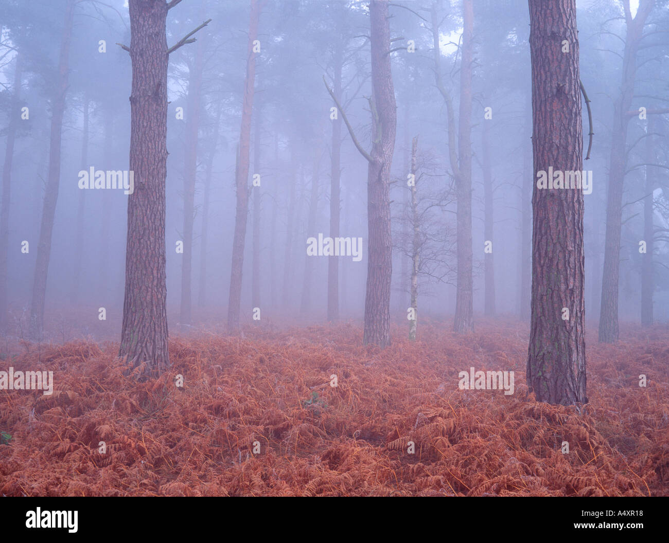 Freezing fog in Corsican Pine forest Sandringham in Norfolk England UK Stock Photo