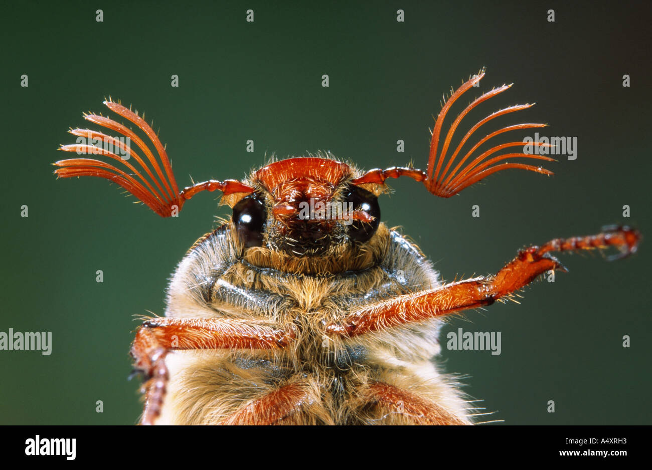 common cockchafer, maybug (Melolontha melolontha), portrait, frontal ...