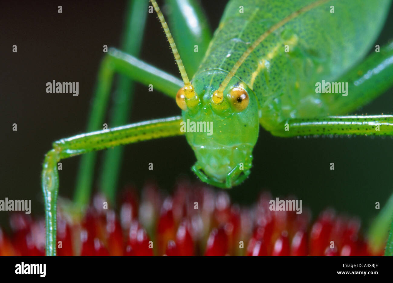 shortwinged conehead, shortwinged conehead (Conocephalus dorsalis
