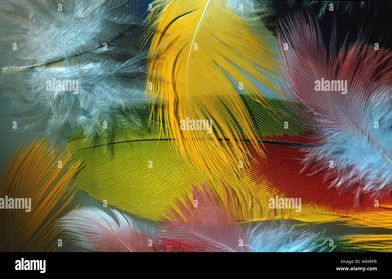 Feathers hires stock photography and images Alamy